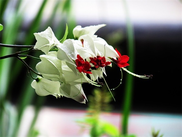 最新虎年祝福语30字精致 虎年祝福语14字