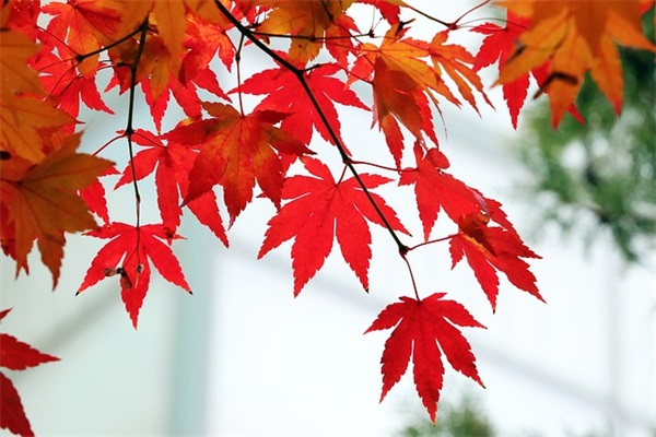 最暖心的教师节祝福语