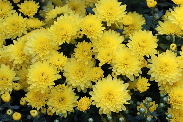 米花及米花町是什么？