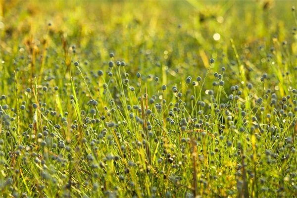煎酿茄子是什么地方的菜