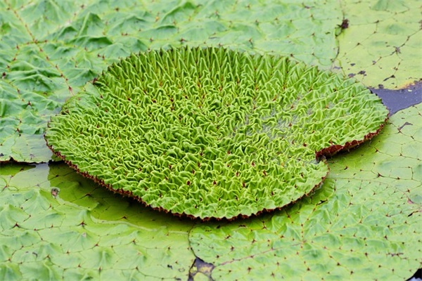 妈妈菜是什么菜？