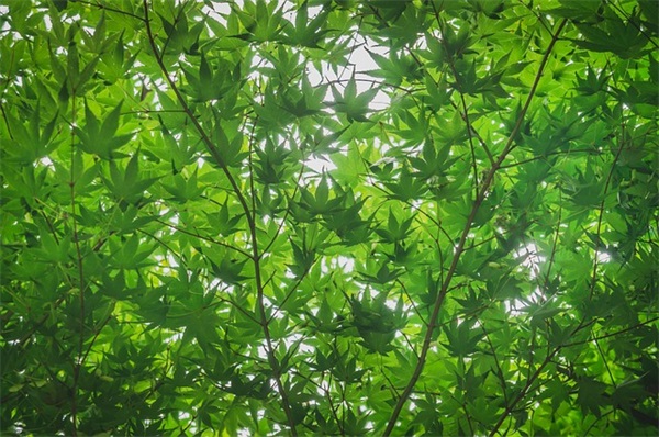 2025年新年初二的祝福语