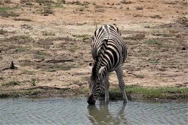表弟生日祝福语81句