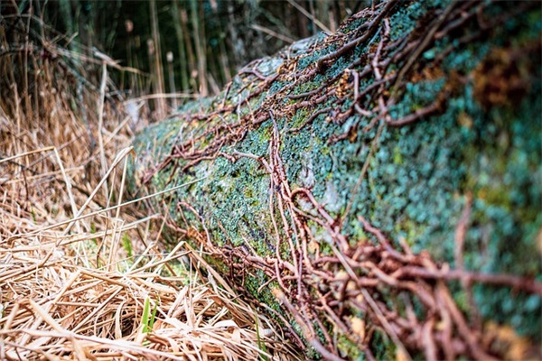 感恩节祝福语父母76句