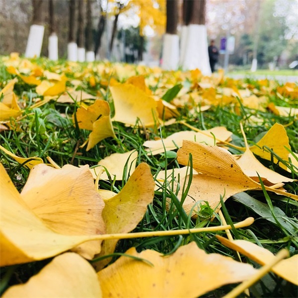 2025新的一年开始精美语句 新的一年祝福语唯美