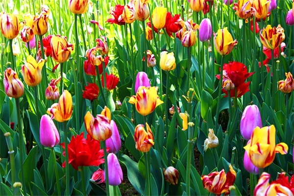 给军人的祝福语