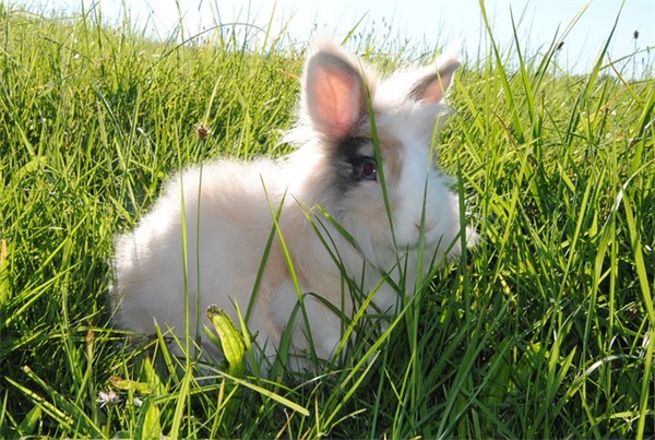 有关猴年的祝福语83句