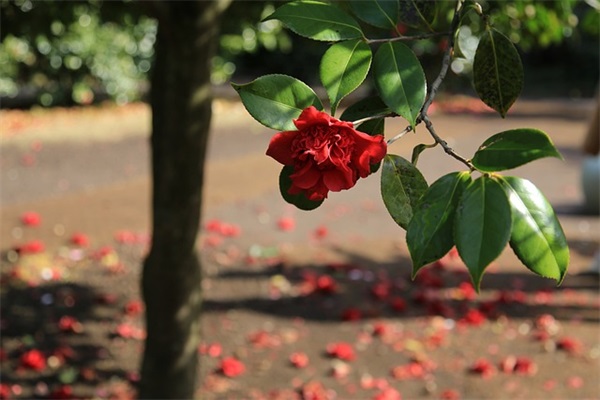中秋节撞上教师节文艺语录(中秋节教师节同一天文案)