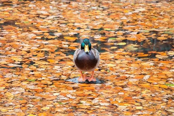 祝中年长辈生日祝福语85句
