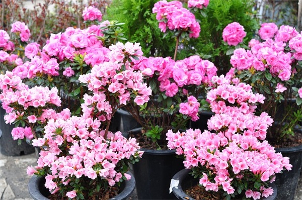 羊年生日祝福语83句 羊年生日祝福语83句