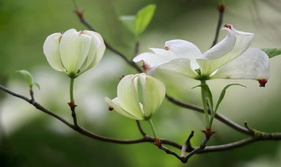 庄子故事两则范例6篇 庄子故事两则范例6篇