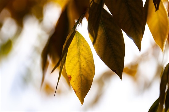 qq网名关于樱花