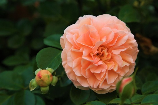 qq网名女生带字母