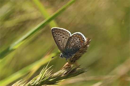有猫的可爱网名