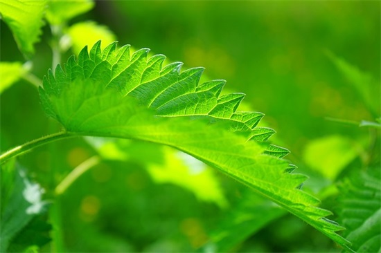 带短发的网名可爱男孩英文 带短发的网名可爱男孩英文
