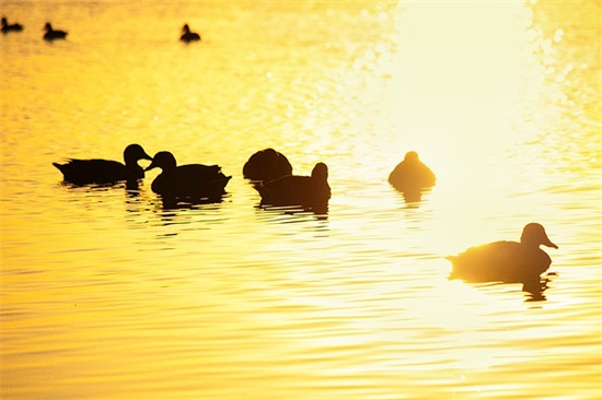 关于心情悲伤的句子86句