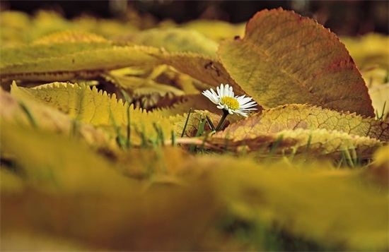早安心语简单话 好心态早安正能量句子