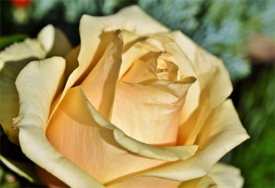 带远的艺术网名