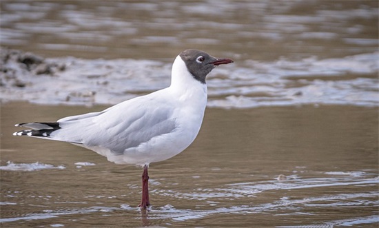 适合早上发的早安心语 适合早上发的简短句子