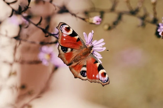 关于跟女生表白句子