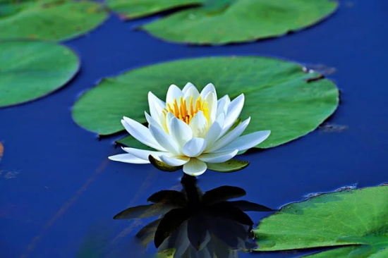 名人传经典句子摘抄(精选60条) 名人传经典句子摘抄(精选60条)