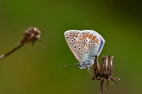 两个字网名男生