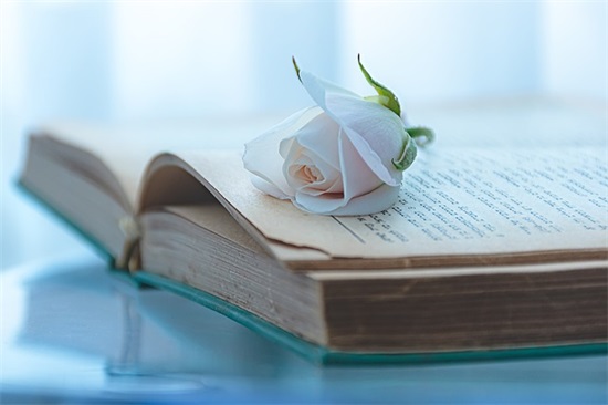 关于表白只爱人的句子