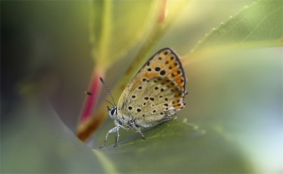 爱情句子甜蜜留言