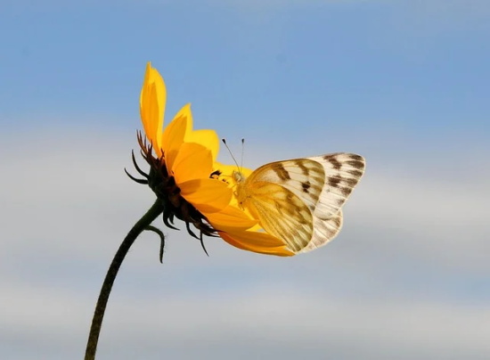适合远行求学的句子(形容离家求学的句子有哪些) 适合远行求学的句子(形容离家求学的句子有哪些)