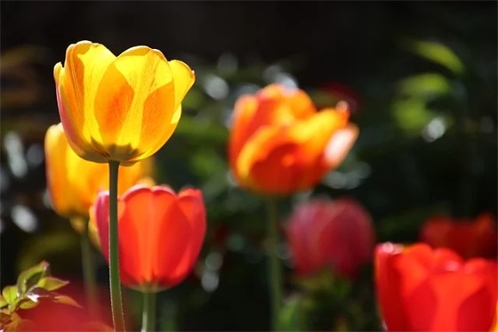 描写父爱的排比句子23句 描写父爱的排比句子23句