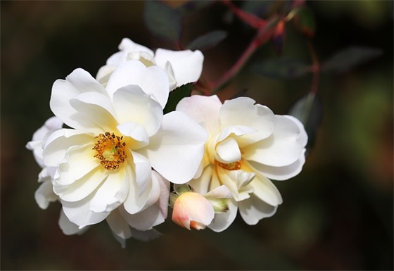 2025关于最新表白的句子 2025新年表白句子