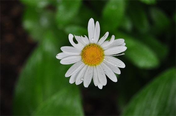 九年级上册语文作业本答案