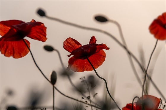 七夕节的传说英文介绍