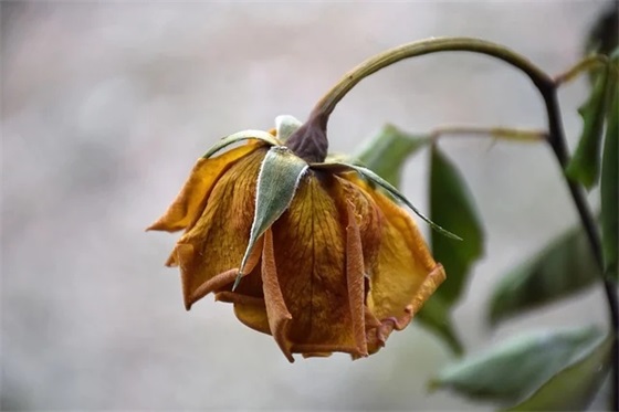 开展学习型党组织建设活动自查情况报告