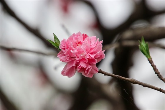 孕妇能用清凉油吗