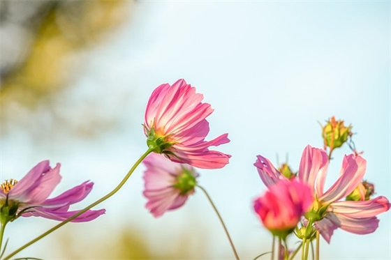 自荐信需要标题吗