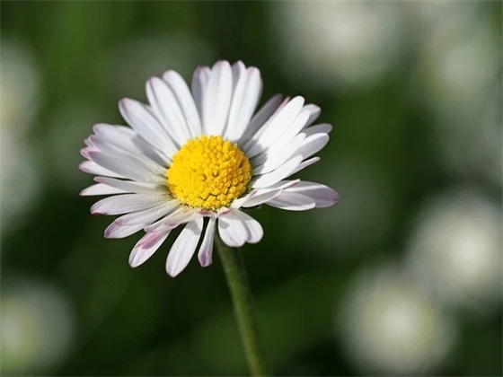 带单字英文的网名女士简单 带单字英文的网名女士简单