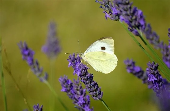 带公字的谐音网名