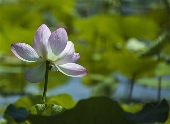 带神也的温柔网名女 带神也的温柔网名女