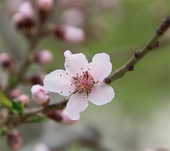 带物品食物的网名女 带物品食物的网名女