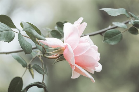 带希带有诗词的网名女 带希带有诗词的网名女