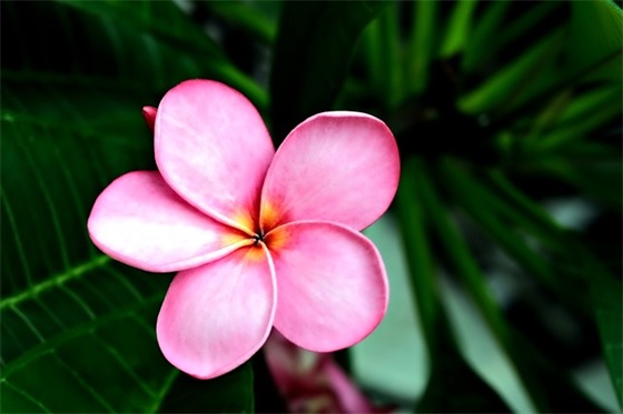 带莫的网名昵称大全