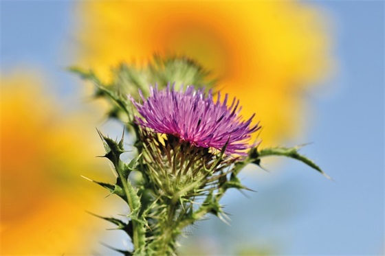 带木的谐音梗网名 带木的谐音梗网名