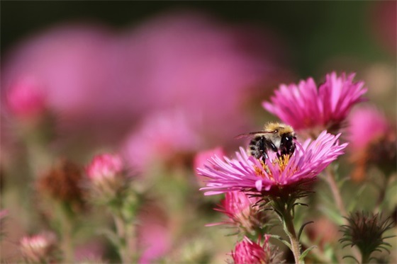 带木旁的网名女生 带木旁的网名女生