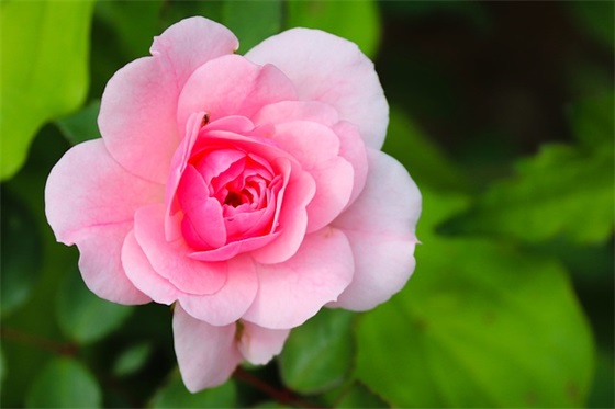 经典英文句子 经典英文句子