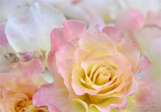 亲人去世悲痛不已的心情句子收藏(40句) 亲人去世悲痛不已的心情句子收藏(40句)