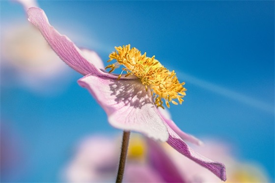 赞美音乐优美的句子 赞美音乐优美的句子