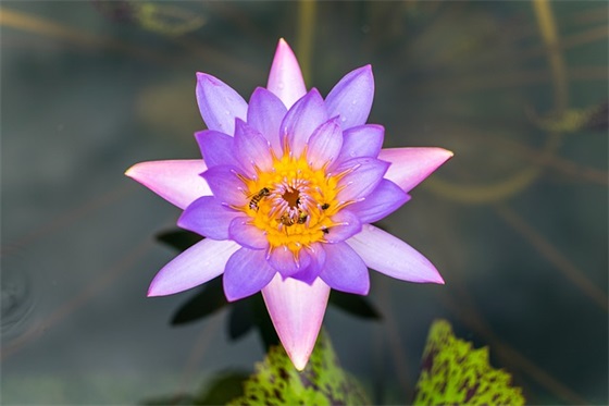 说说下雪的心情句子简短 说说下雪的心情句子简短