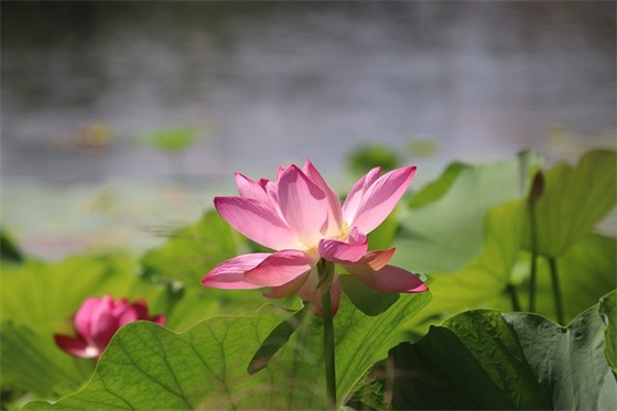 赞美美食的句子大全(精选68句)