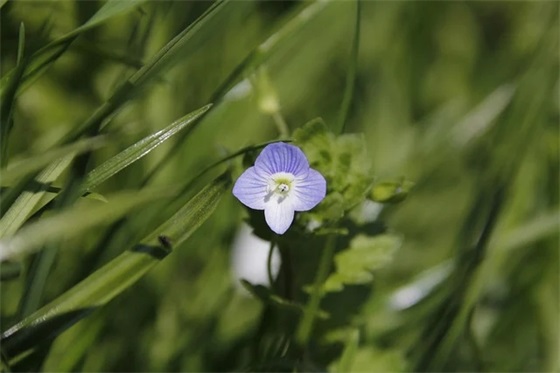 特别伤感的五字网名(精选75个) 特别伤感的五字网名(精选75个)